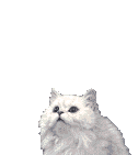 A Strange Cat